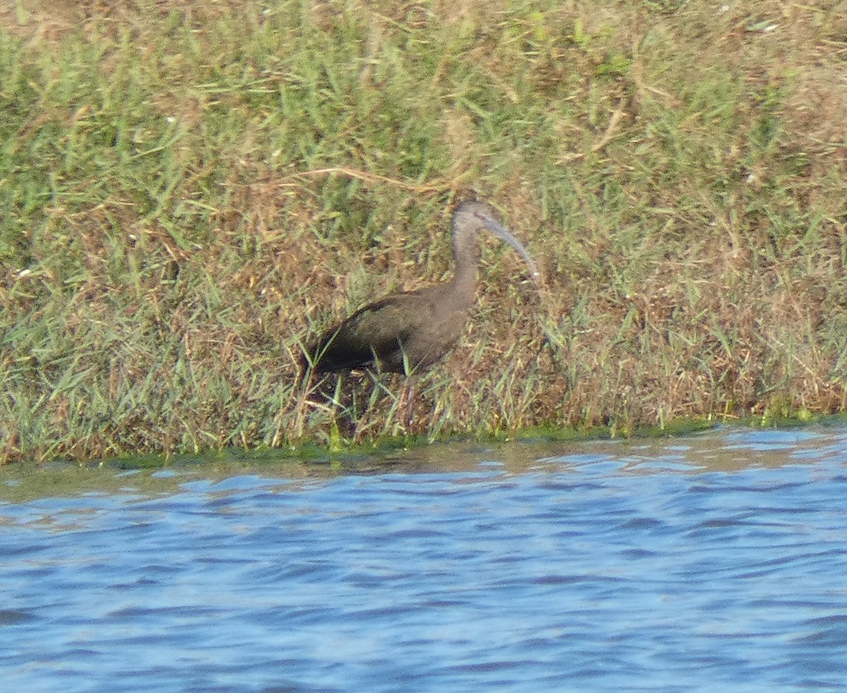 White-faced Ibis - ML193177321