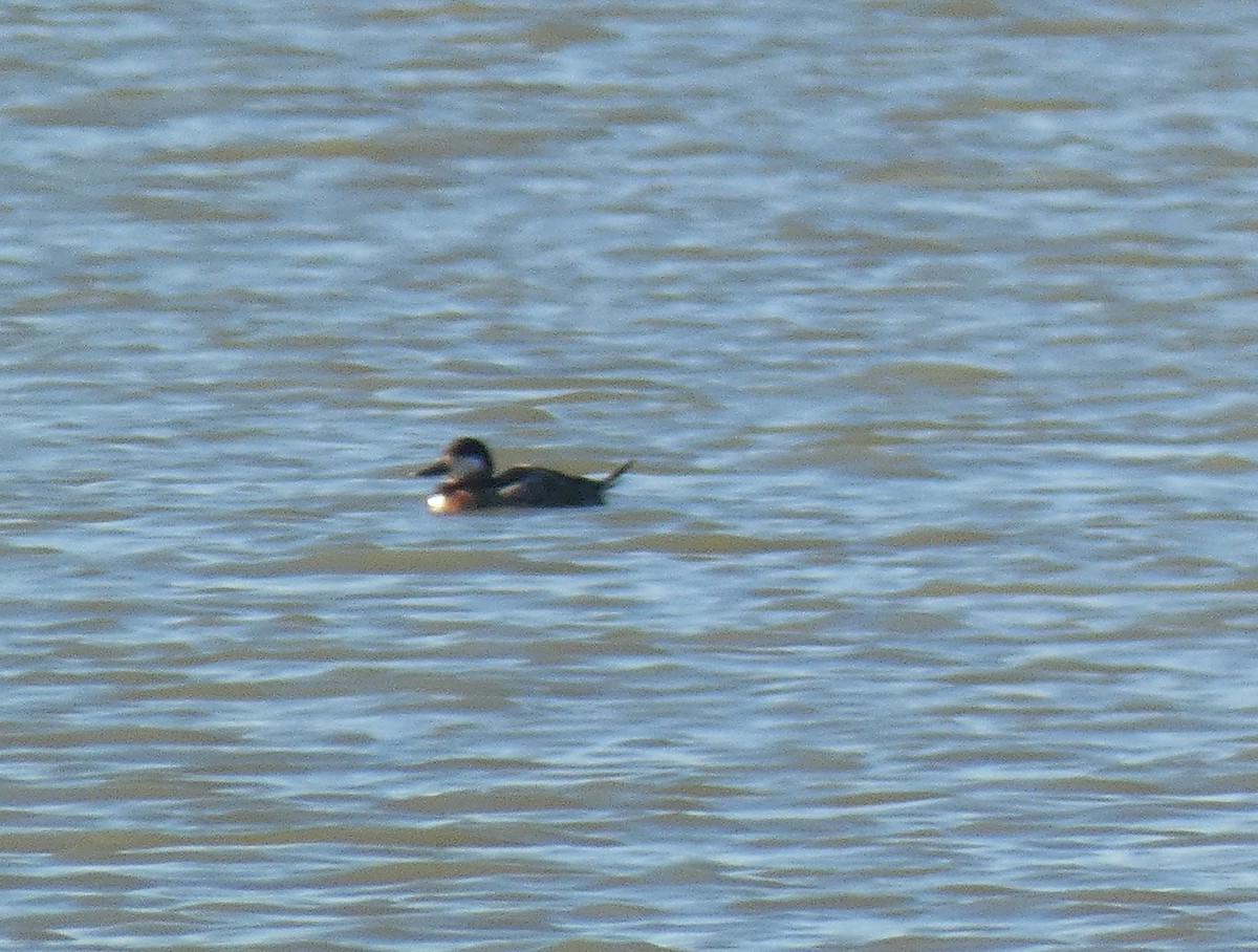 Ruddy Duck - ML193177441