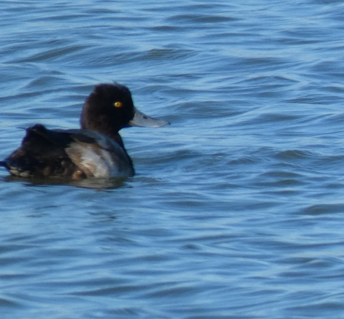 Lesser Scaup - ML193177501