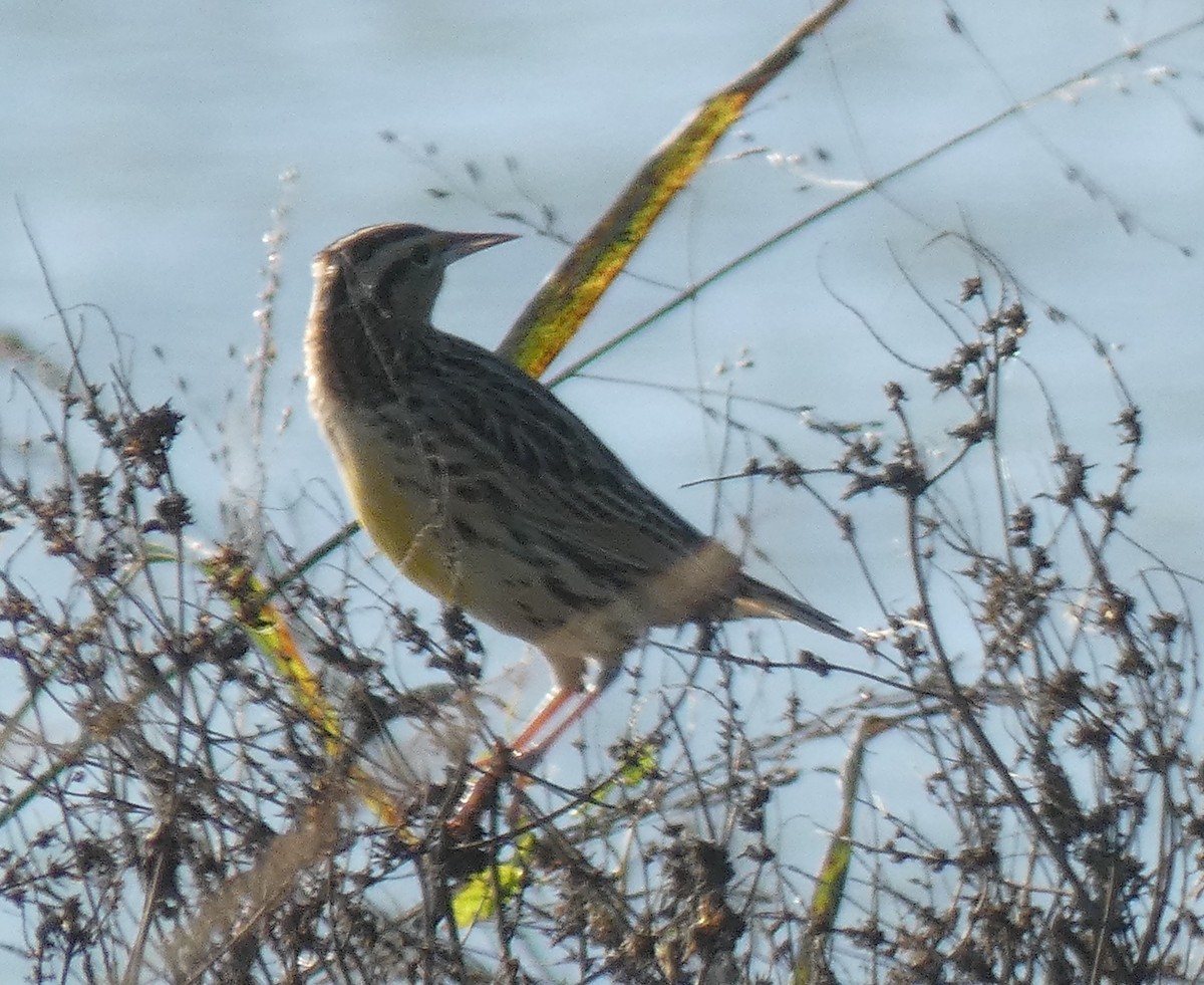 Eastern Meadowlark - ML193177601
