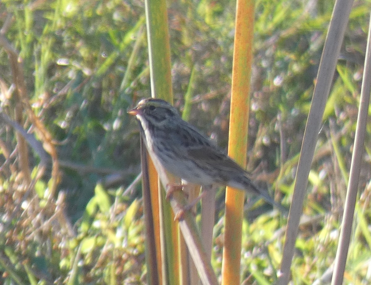 Savannah Sparrow - ML193177641
