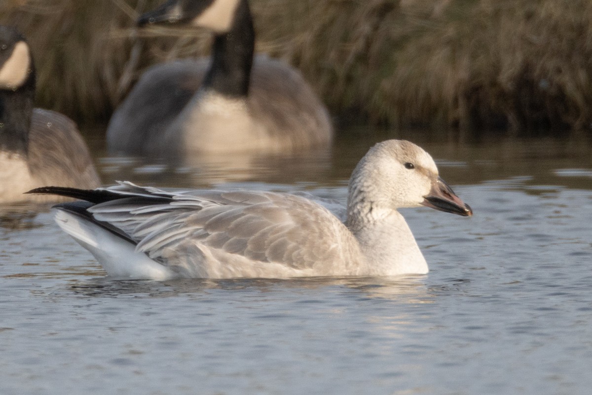 Snow Goose - ML193177681