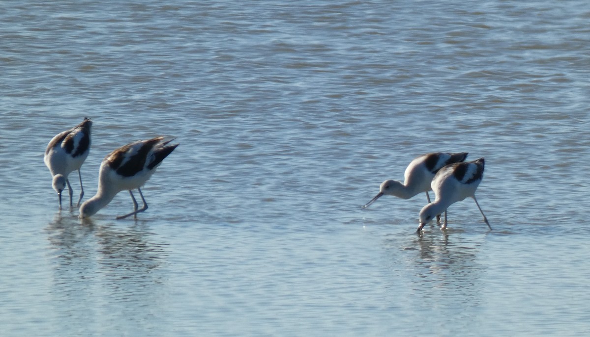 American Avocet - ML193177701
