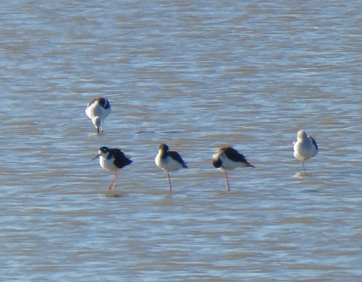Black-necked Stilt - ML193177711