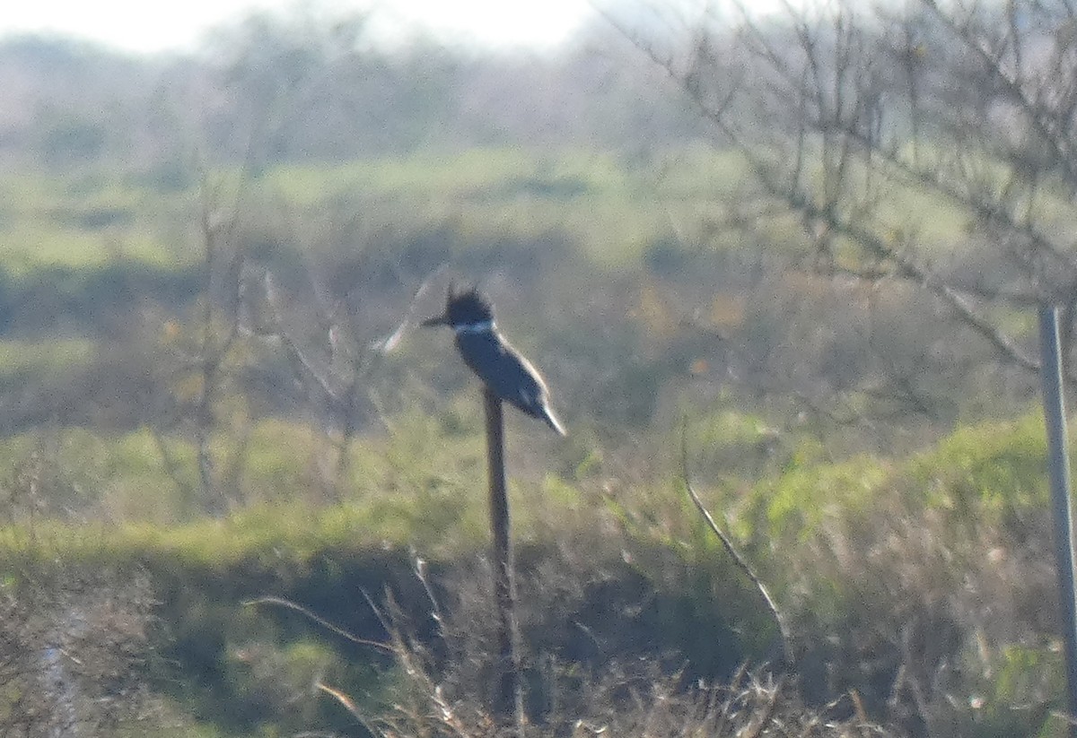 Belted Kingfisher - ML193177751
