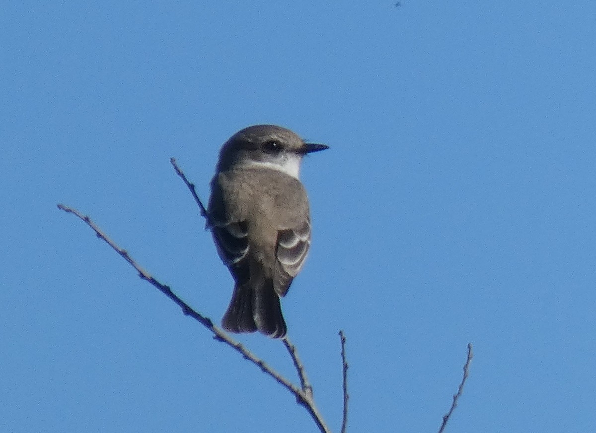 Vermilion Flycatcher - ML193177771