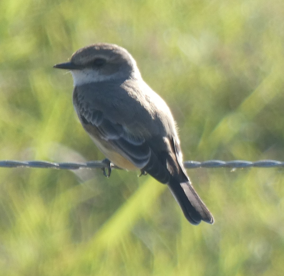 Vermilion Flycatcher - ML193177821