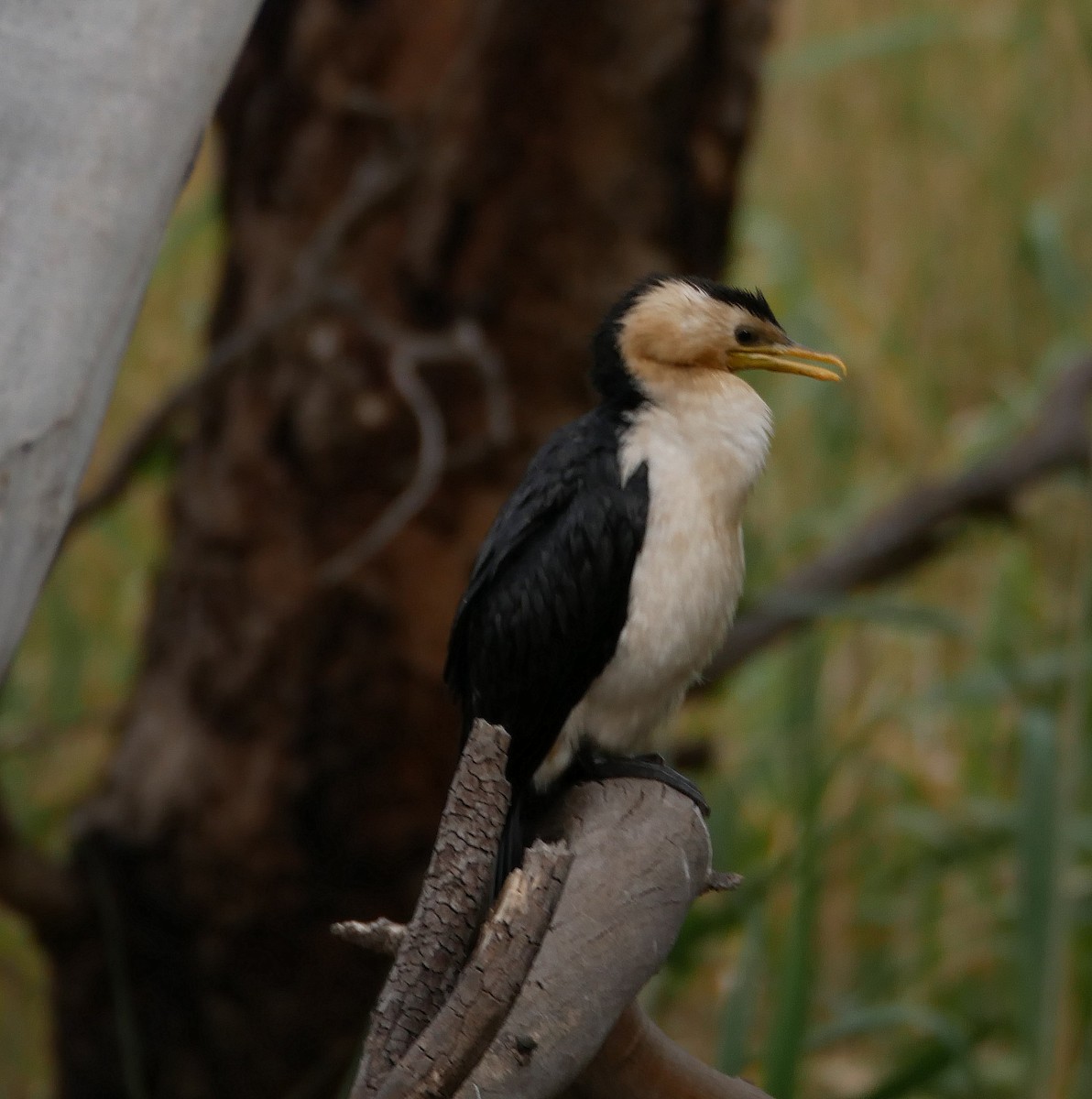 Little Pied Cormorant - ML193178541