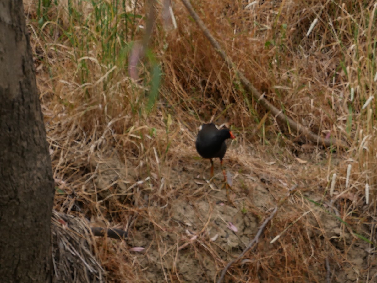 Dusky Moorhen - ML193178671