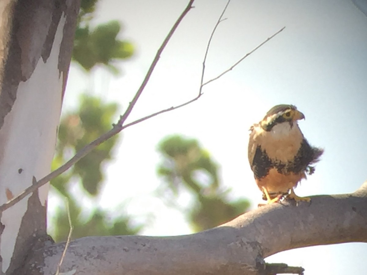 Aplomado Falcon - ML193178711