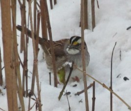 White-throated Sparrow - ML193179261