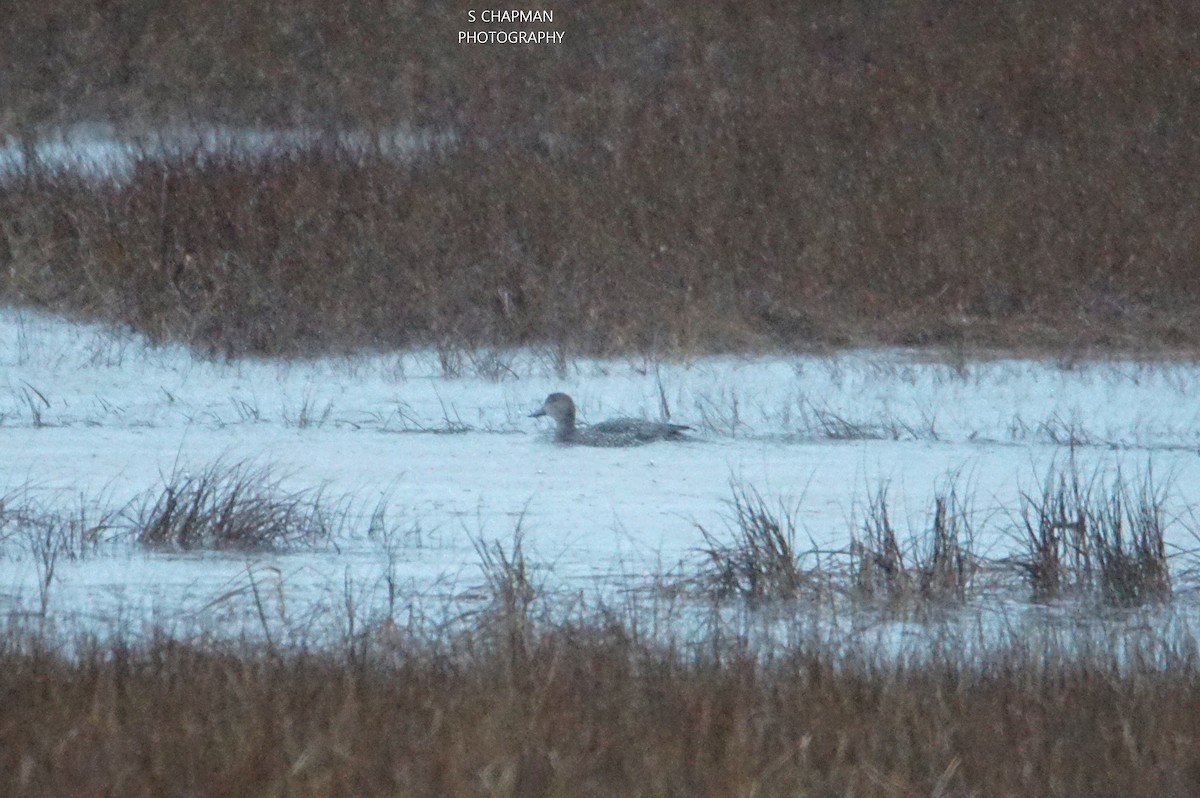 Northern Pintail - ML193179951