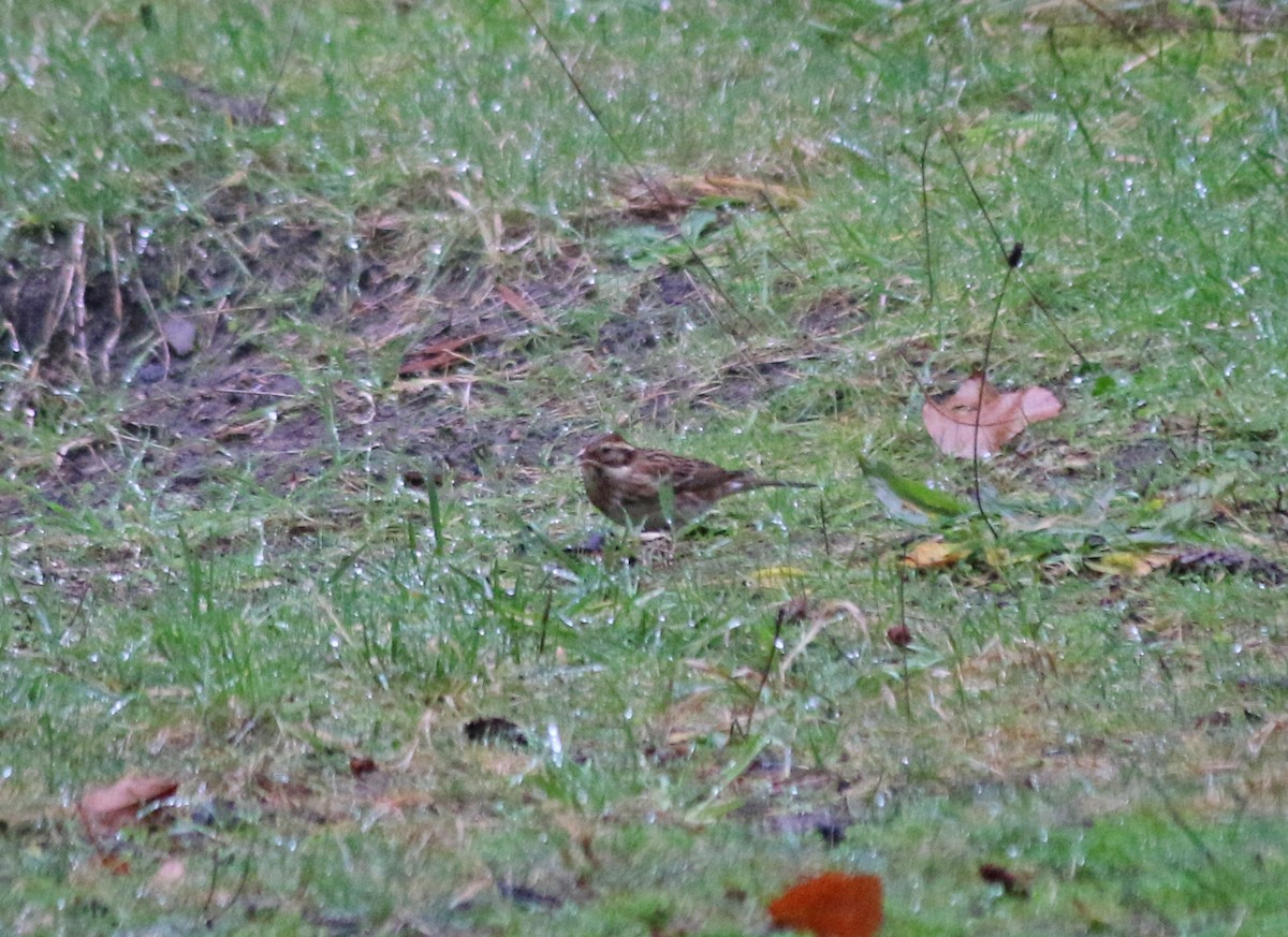 Rustic Bunting - ML193180651