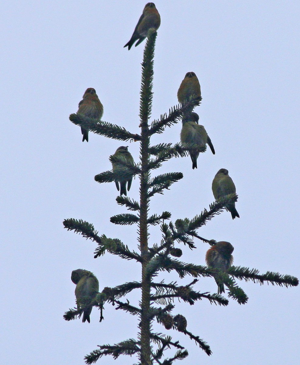 Red Crossbill - ML193180781