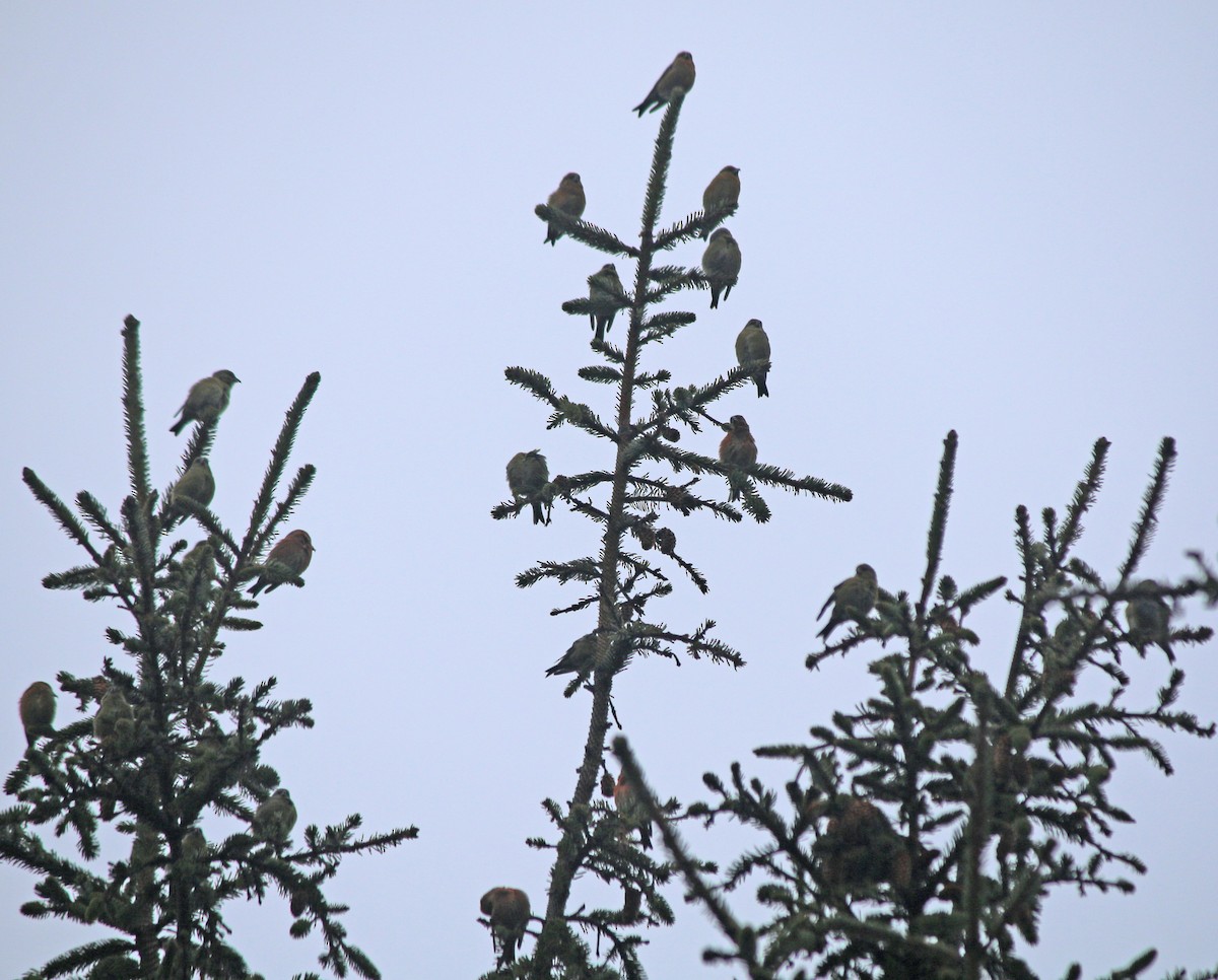 Bec-croisé des sapins - ML193180811