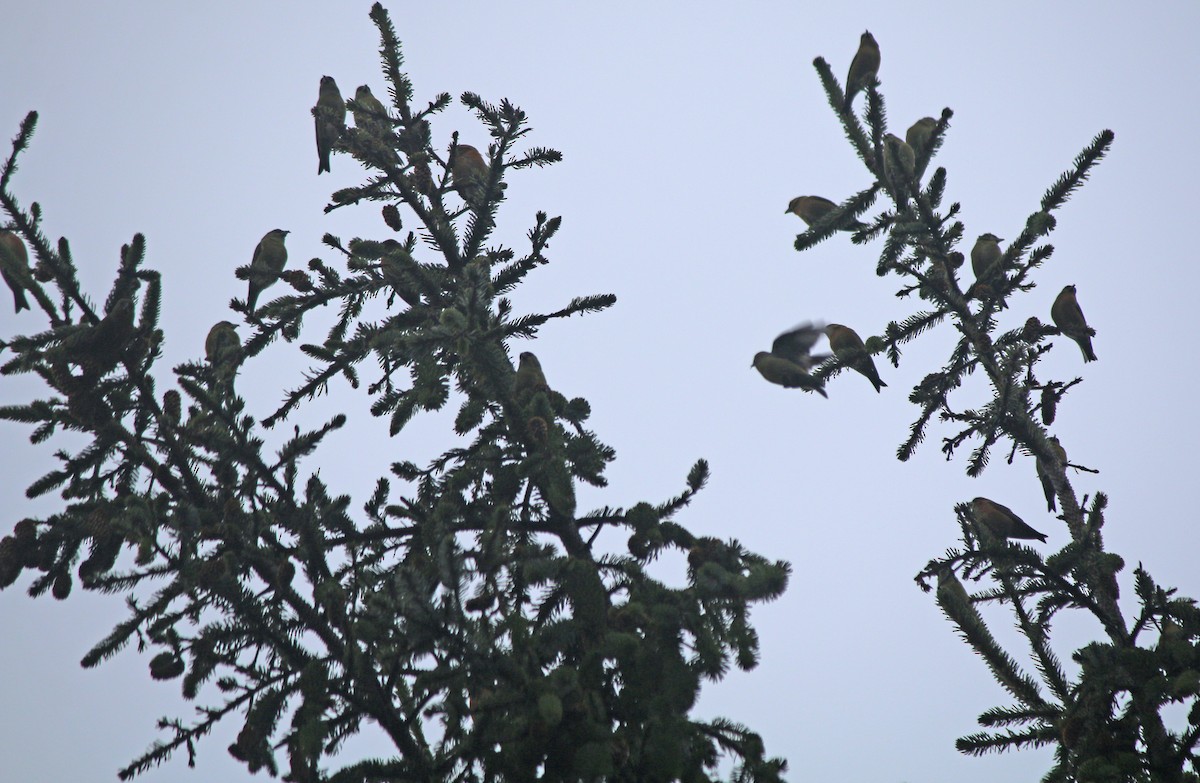 Red Crossbill - ML193180861