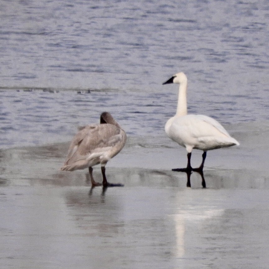 Trumpeter Swan - ML193180981