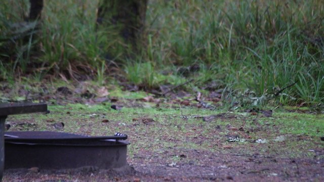 Rustic Bunting - ML193182081