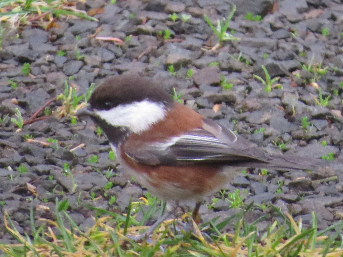 Chestnut-backed Chickadee - ML193183711