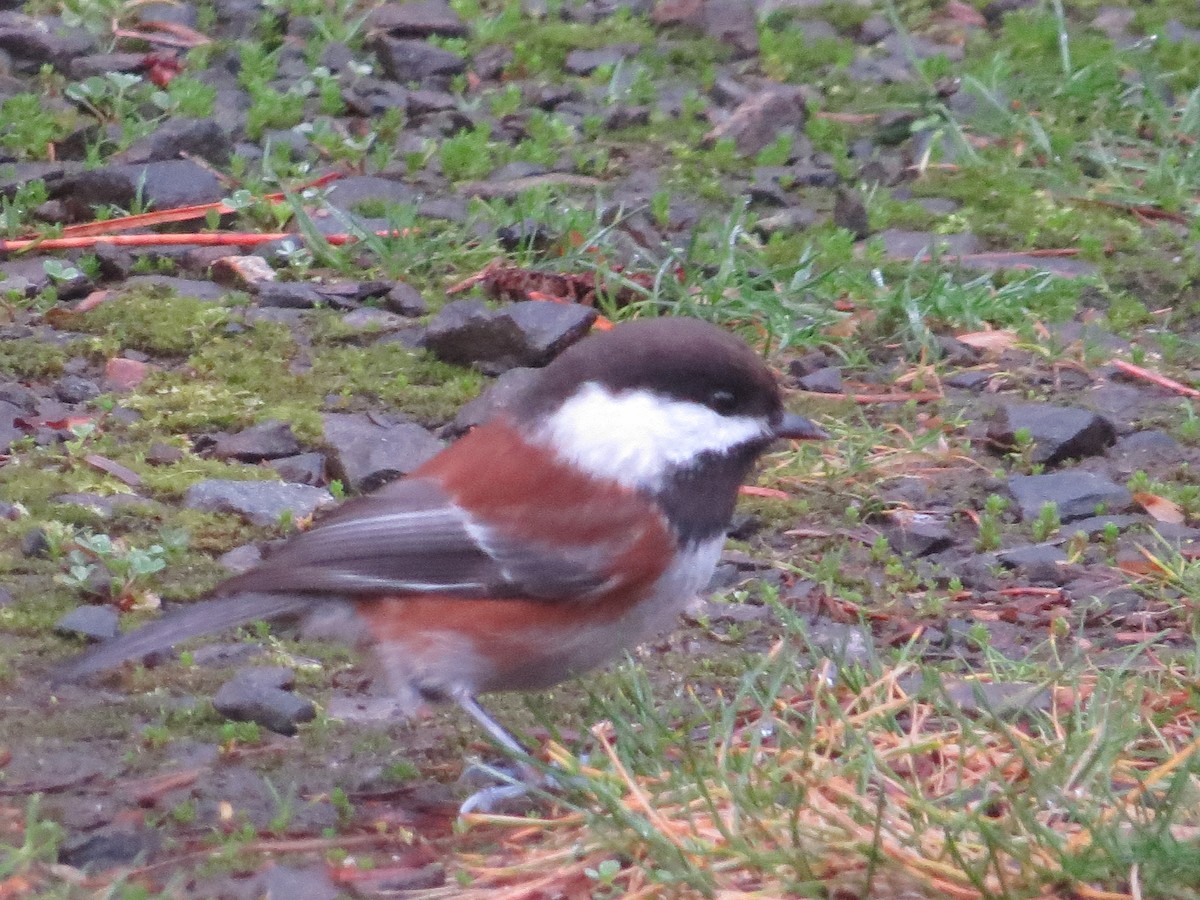 Chestnut-backed Chickadee - Kyle Leader