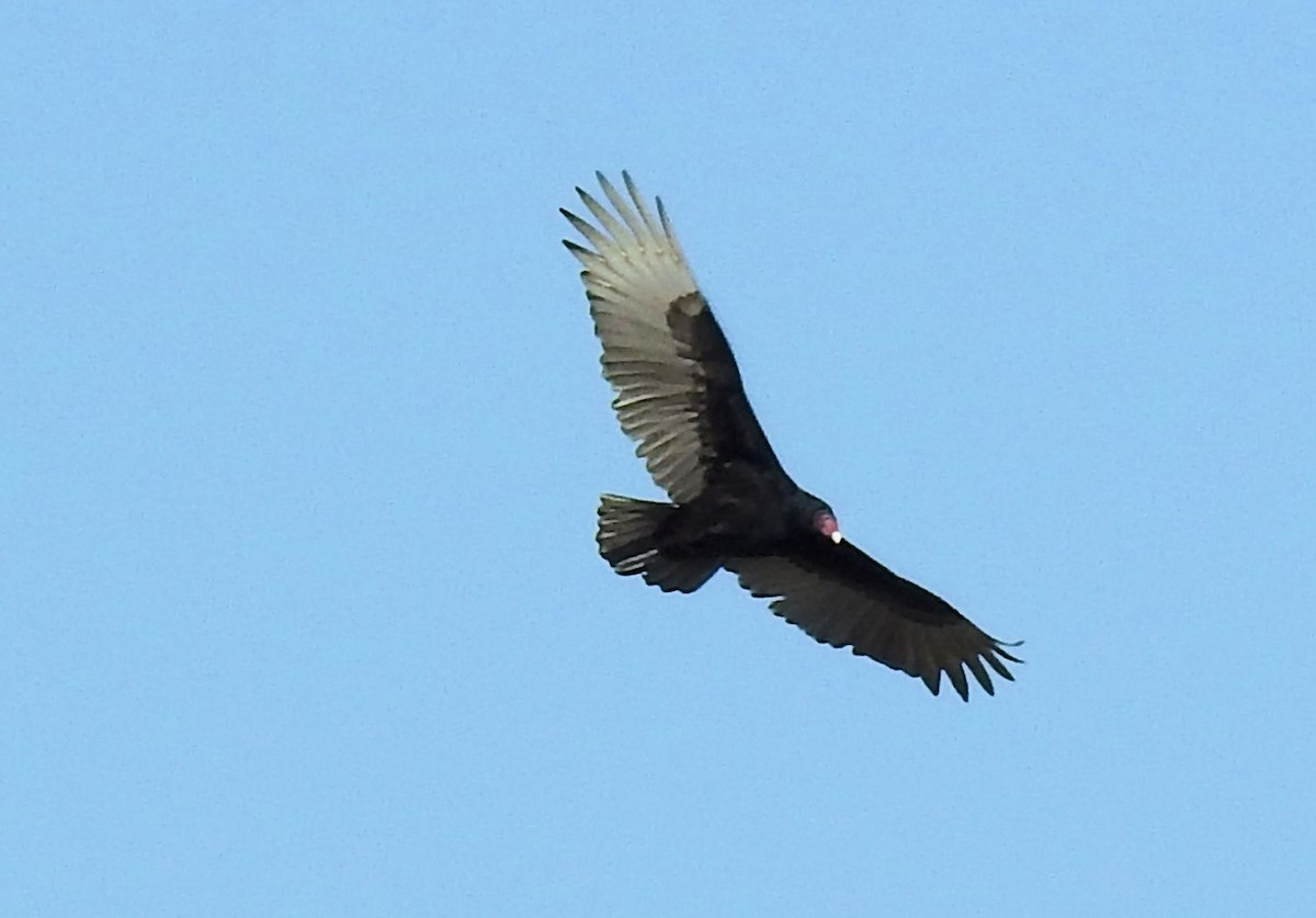 Turkey Vulture - Gary Hunter