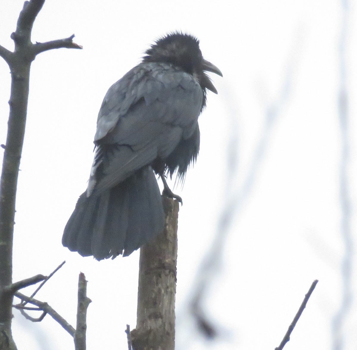 Common Raven - Heydi Lopes