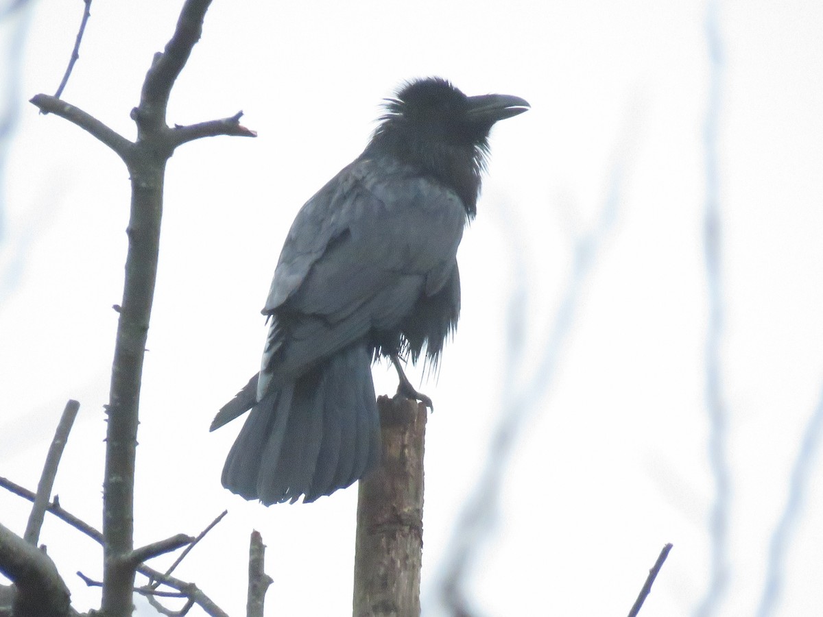 Common Raven - ML193185681