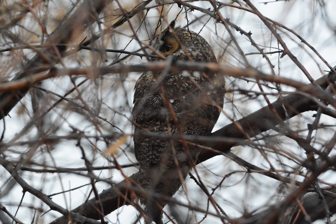 Long-eared Owl - ML193186071