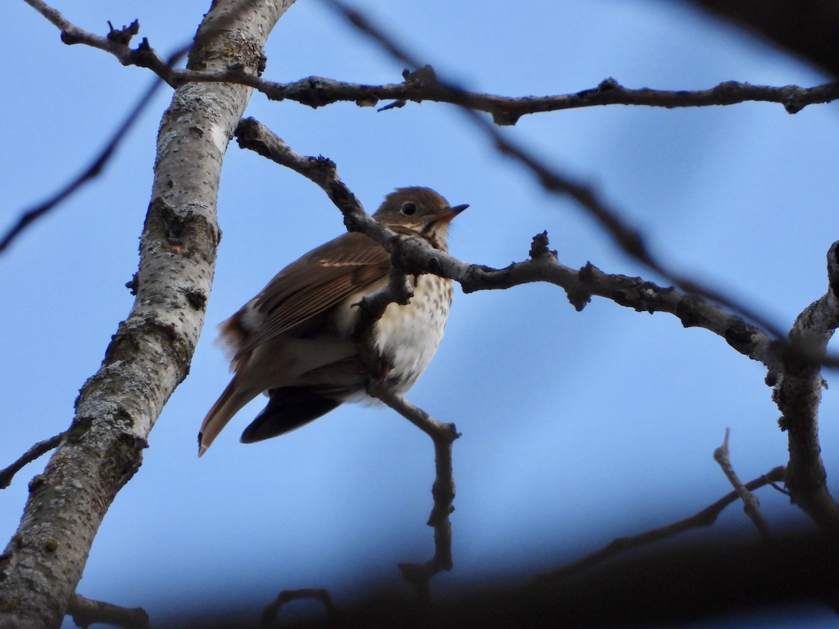 Hermit Thrush - ML193186271