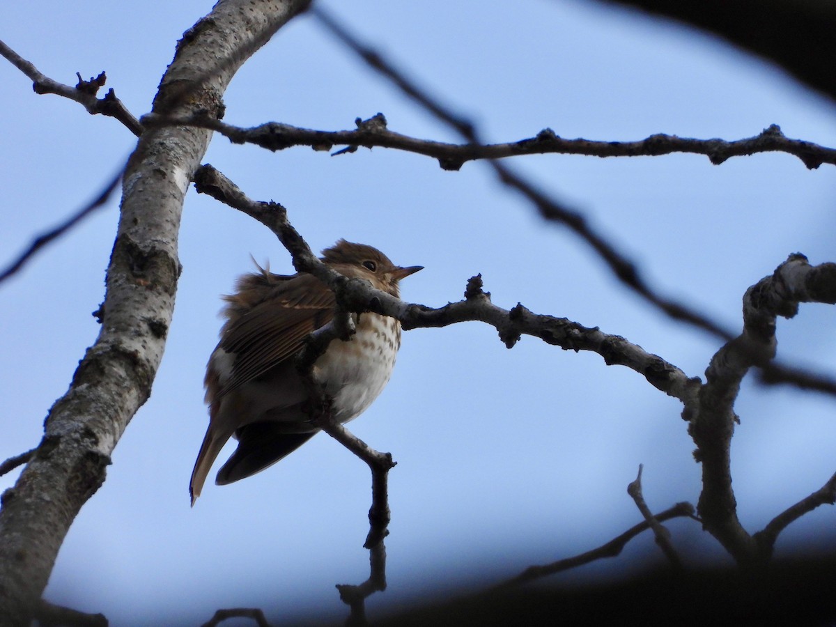 Hermit Thrush - Sharla Meester