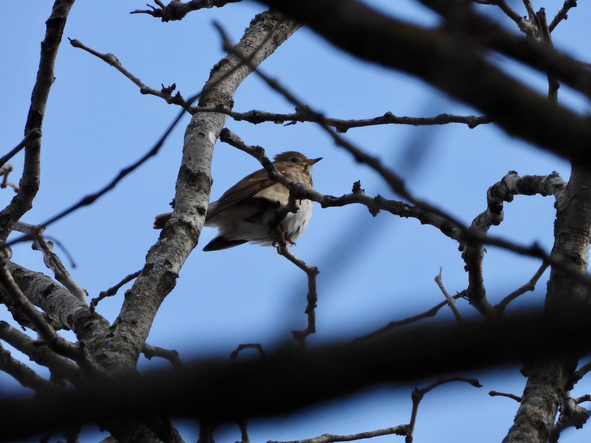 Hermit Thrush - ML193186301