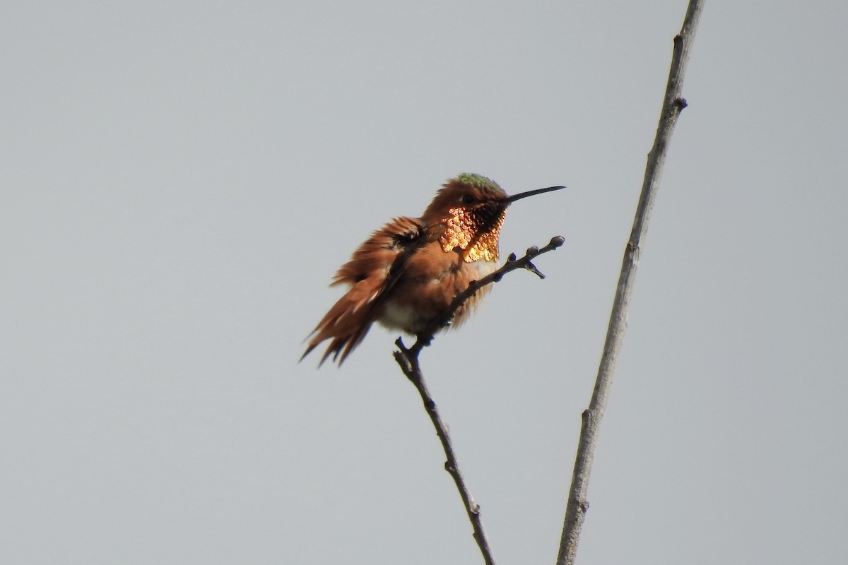 Colibrí Rufo/de Allen - ML193188321