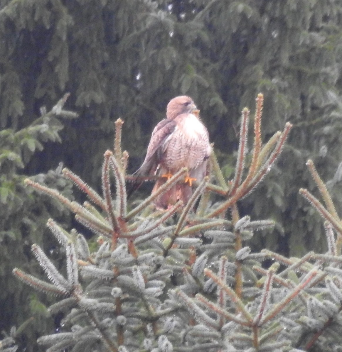 Red-tailed Hawk - ML193188371