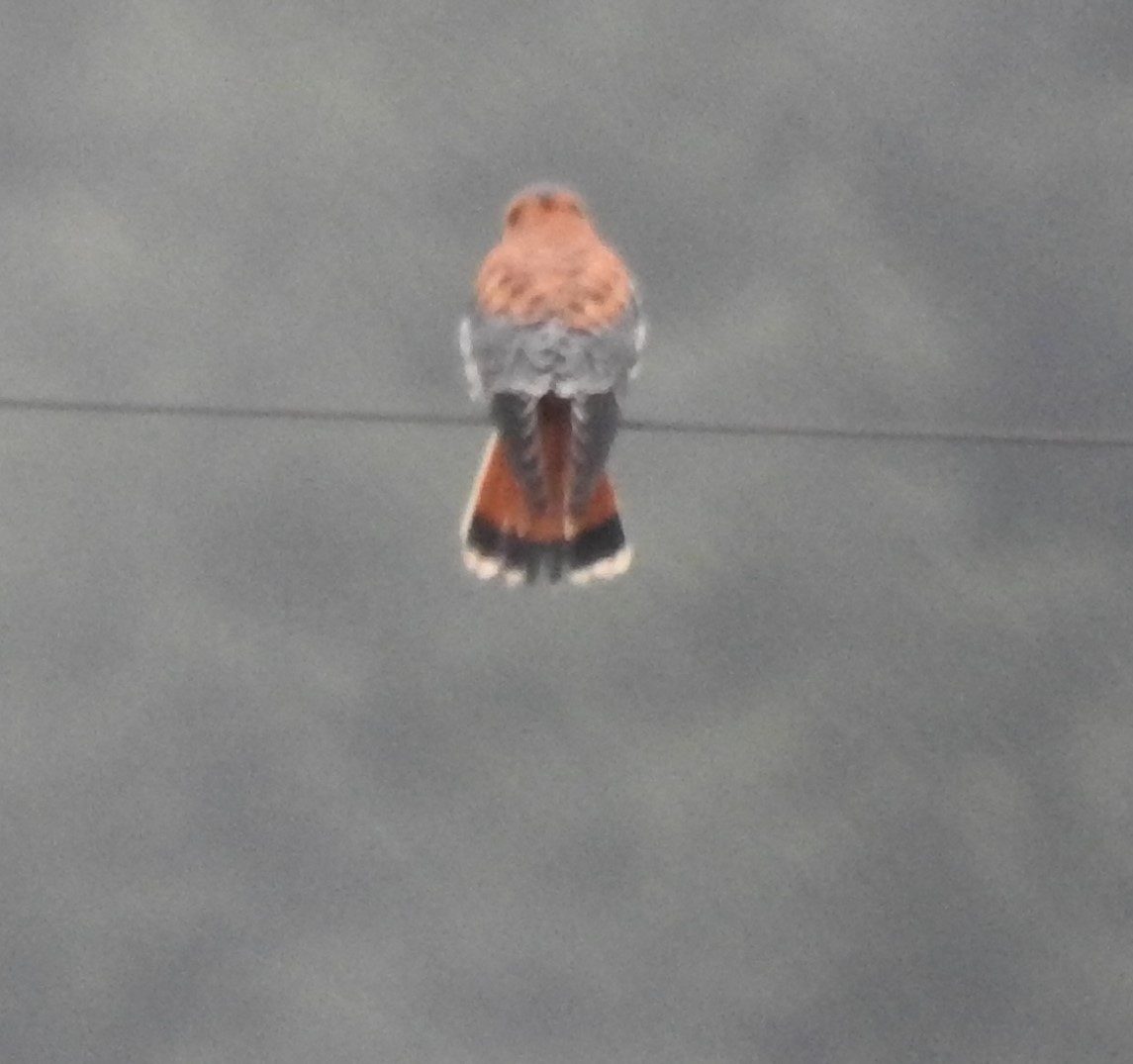 American Kestrel - ML193188421