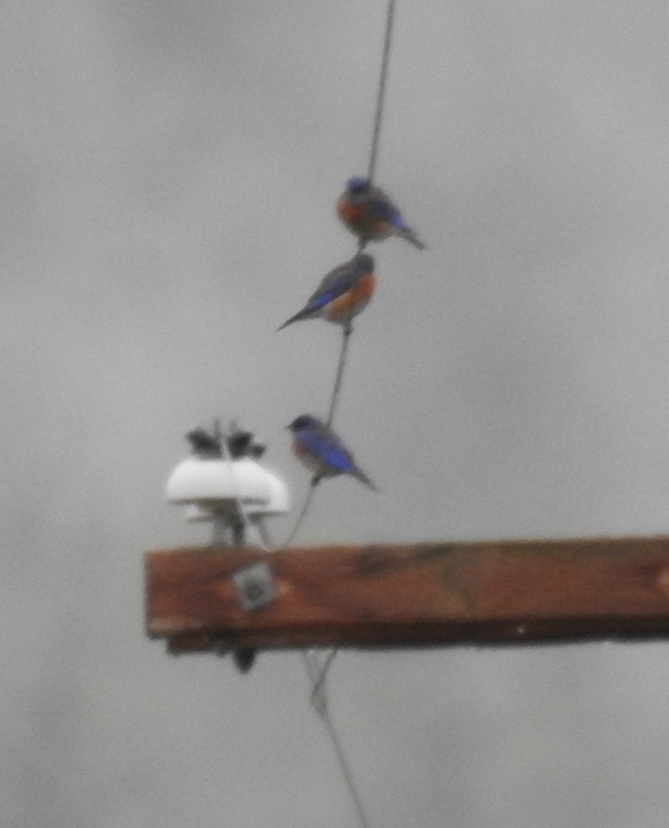 Western Bluebird - ML193188481