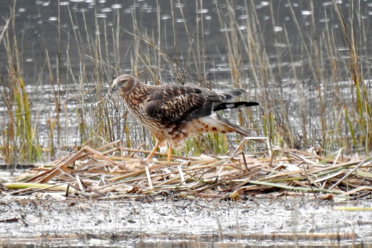 Northern Harrier - ML193188521