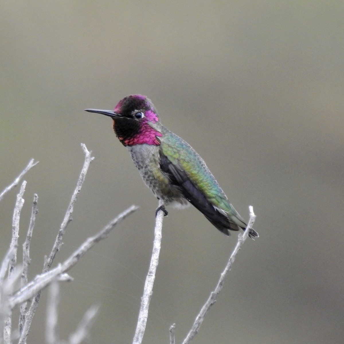 Anna's Hummingbird - ML193189001