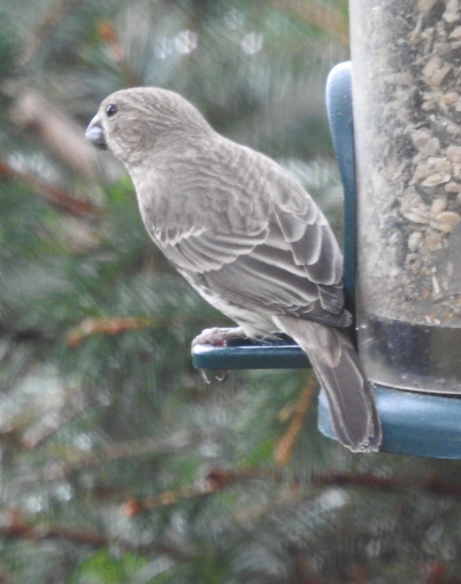 House Finch - Erik Bergman