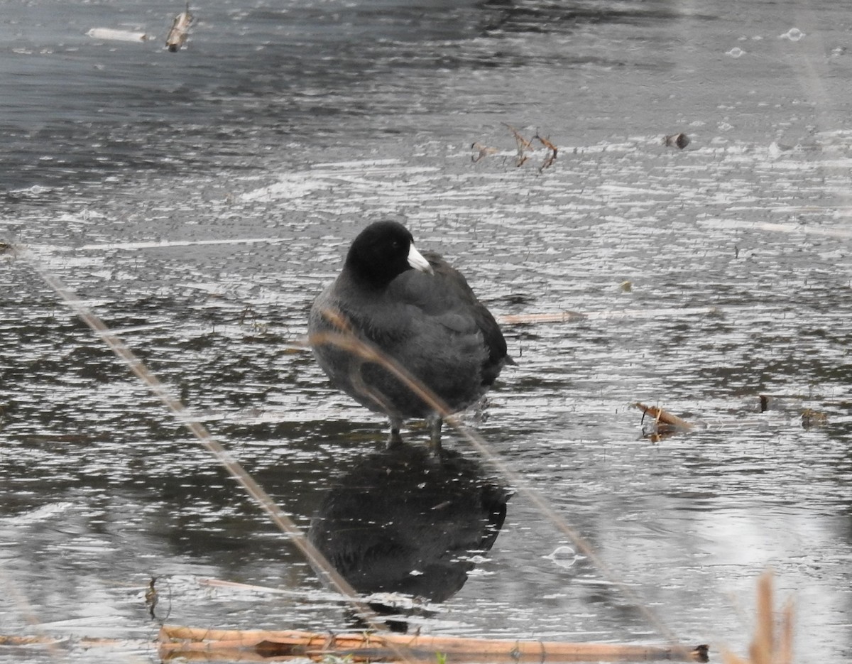 American Coot - ML193191671