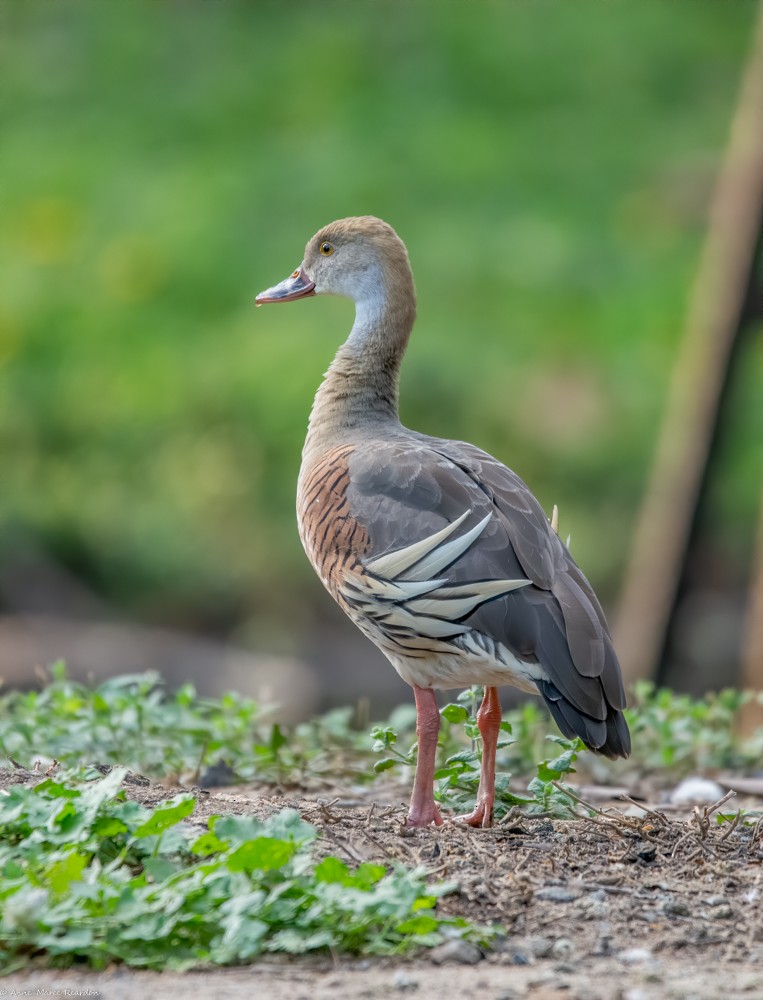 Plumed Whistling-Duck - ML193192821
