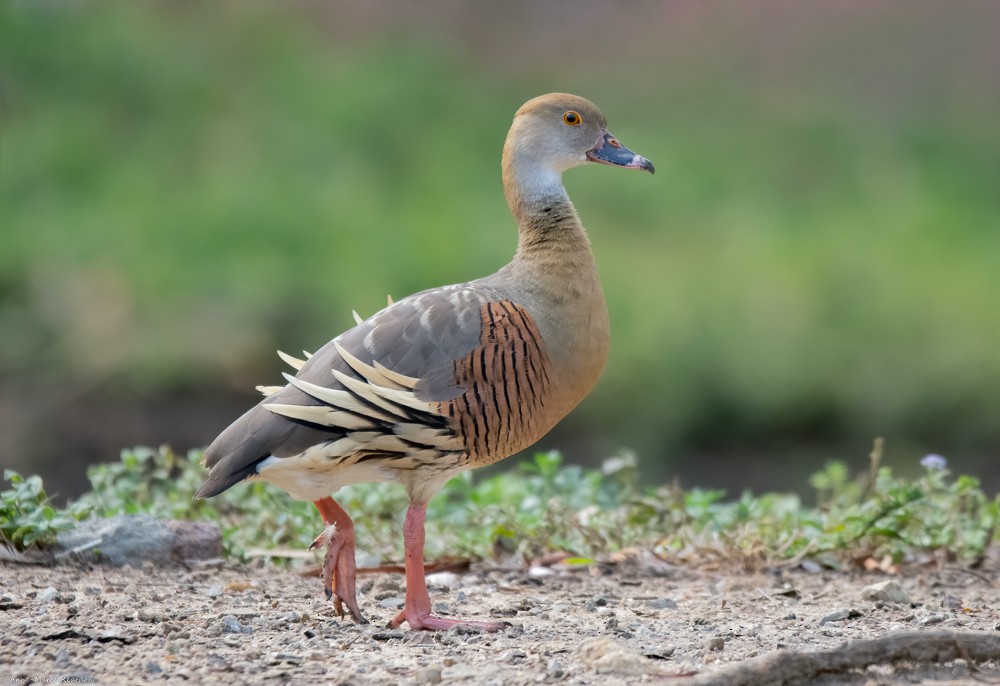 Plumed Whistling-Duck - ML193192831