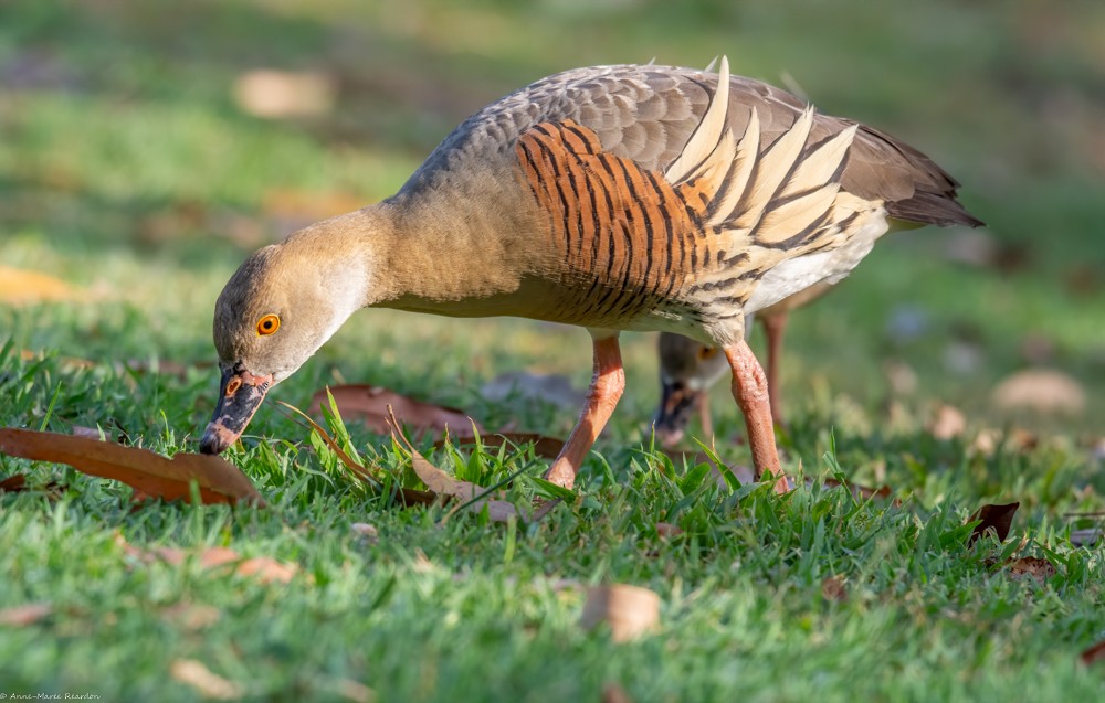 Plumed Whistling-Duck - ML193192841