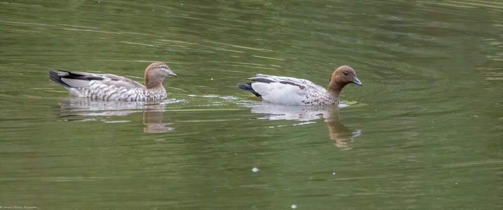 Maned Duck - ML193193001