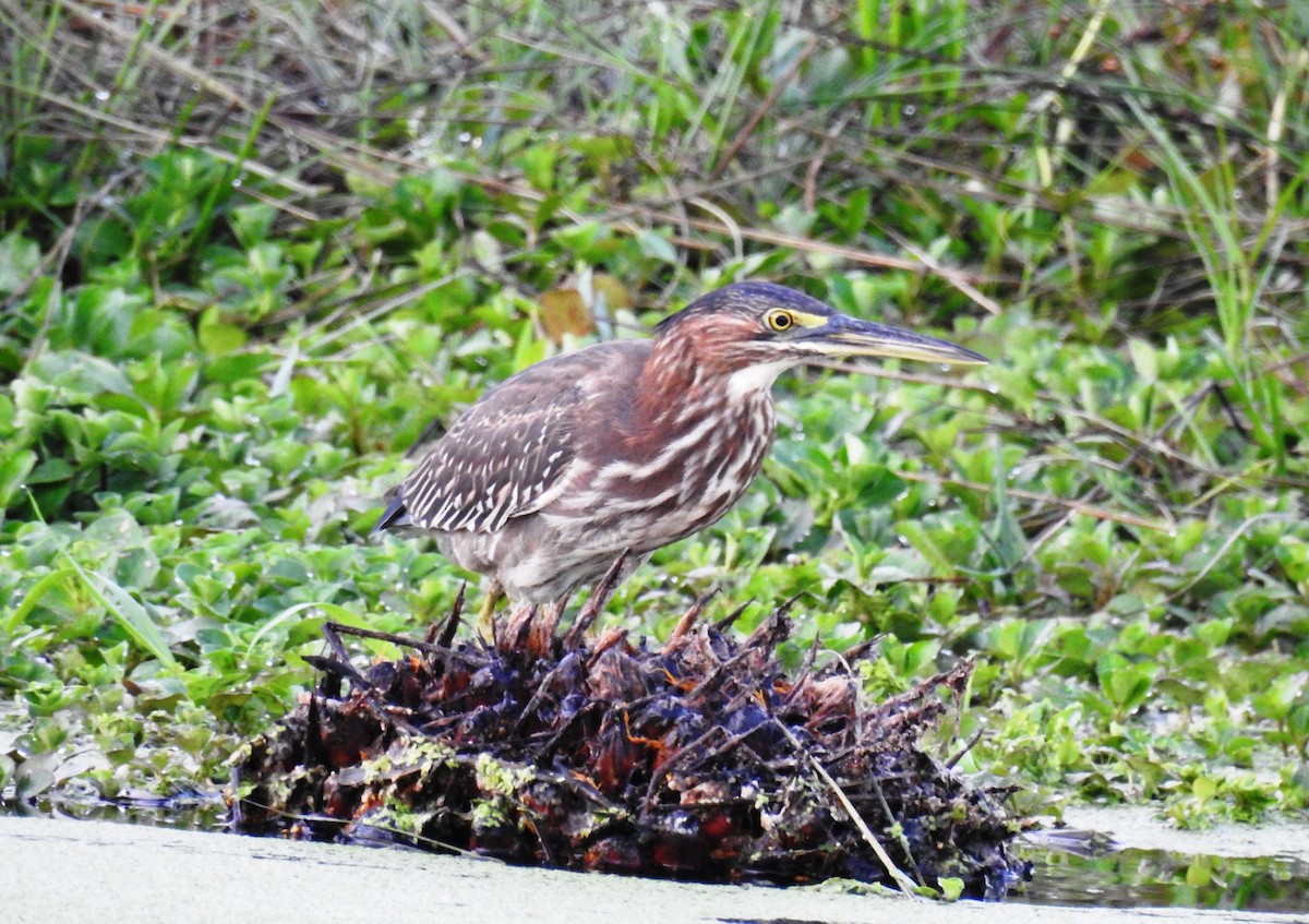 Green Heron - ML193193051