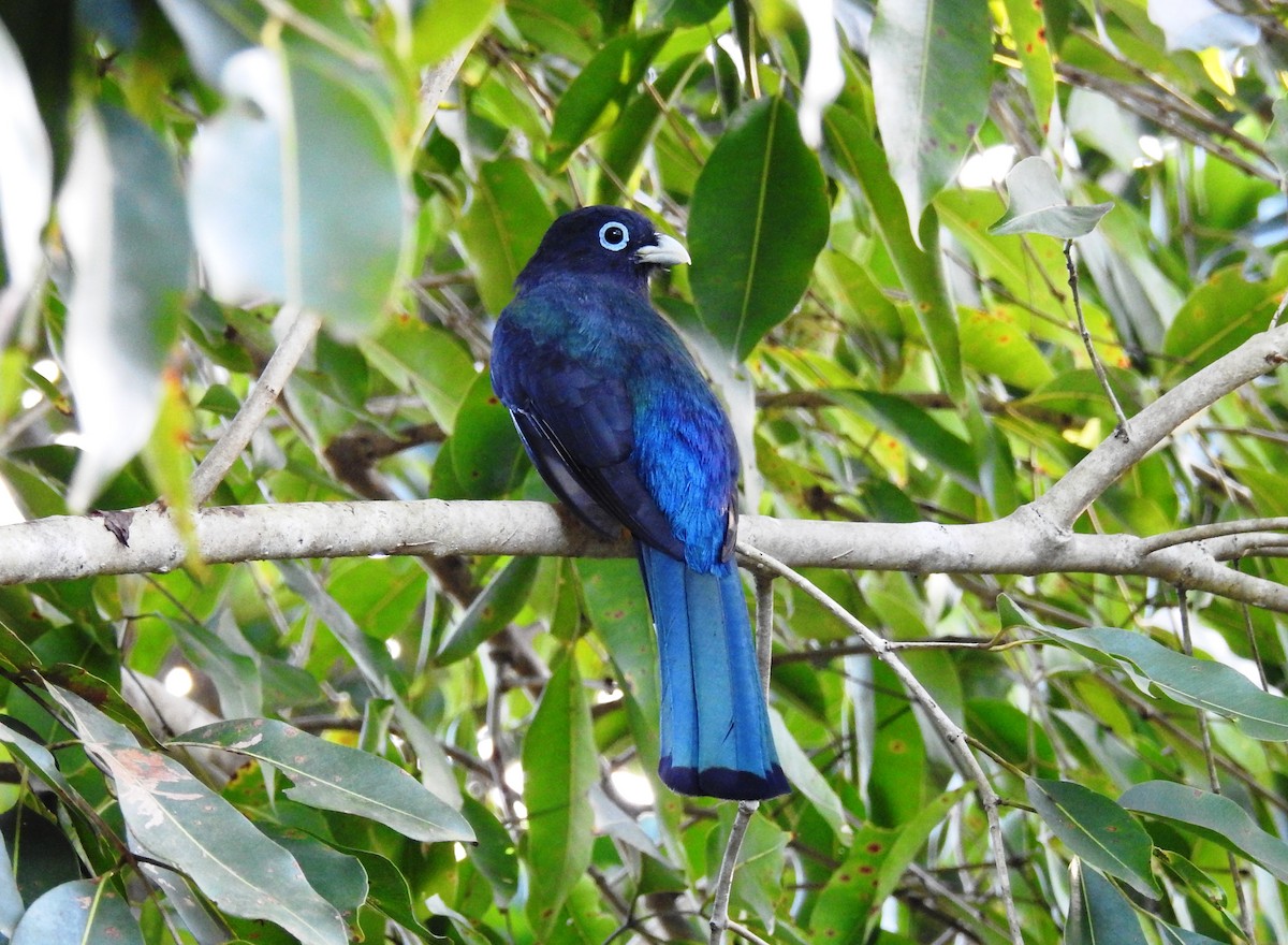 trogon černohlavý - ML193193081