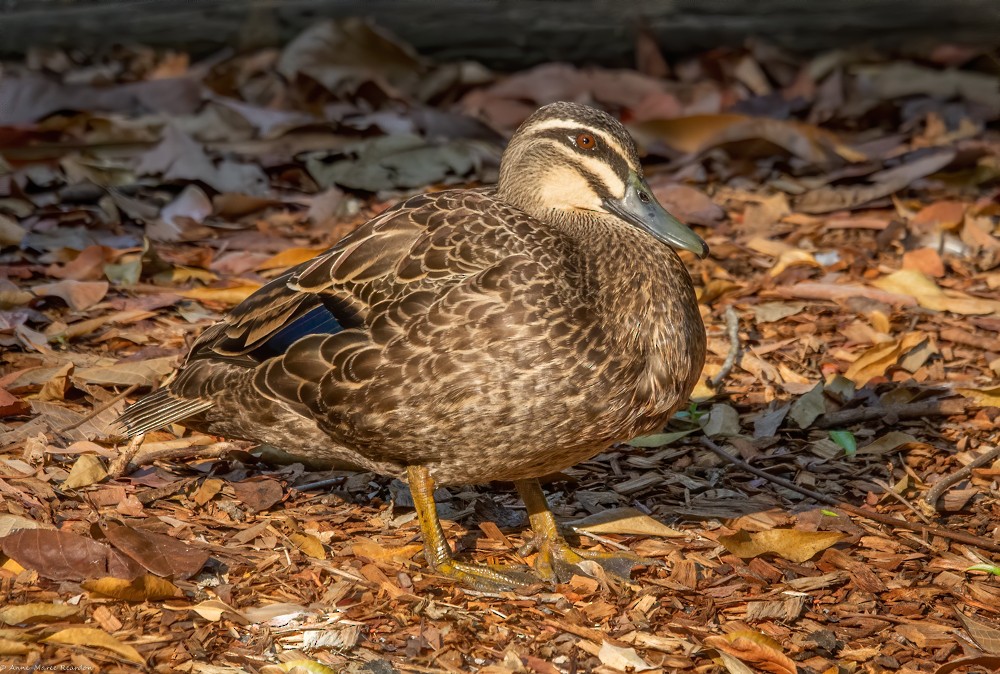 Pacific Black Duck - ML193193161