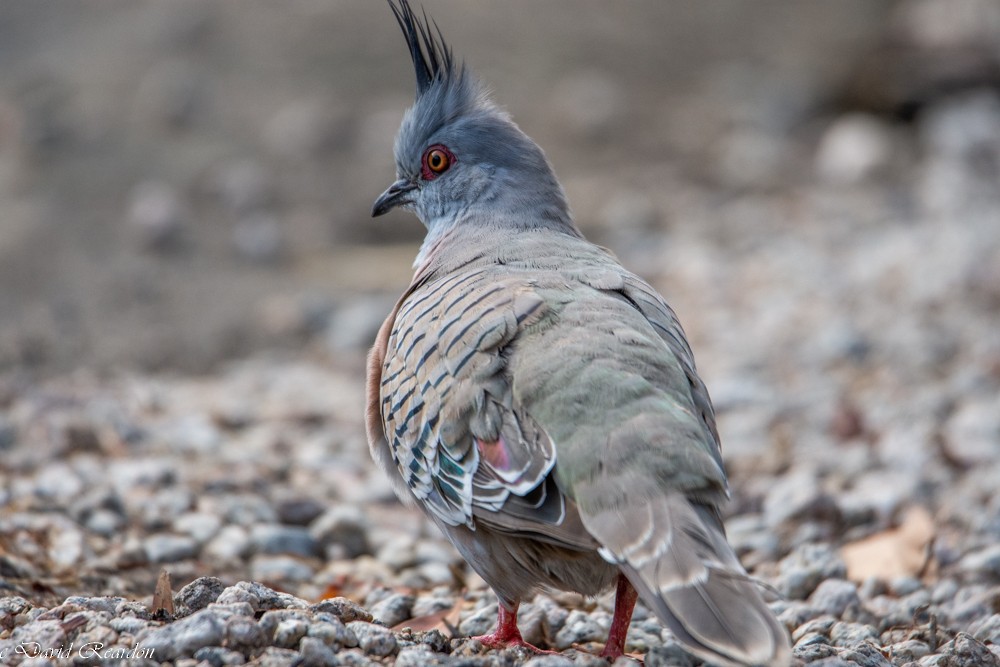 Crested Pigeon - ML193193241