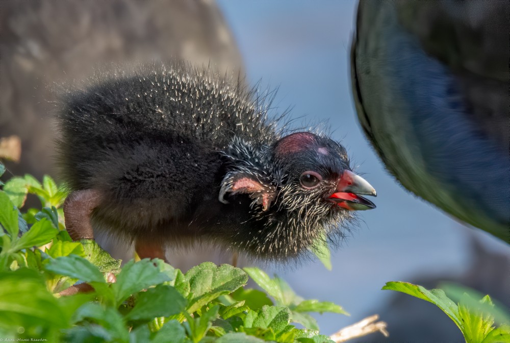 Australasian Swamphen - ML193193341