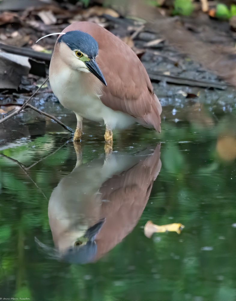 Nankeen Night Heron - ML193193431