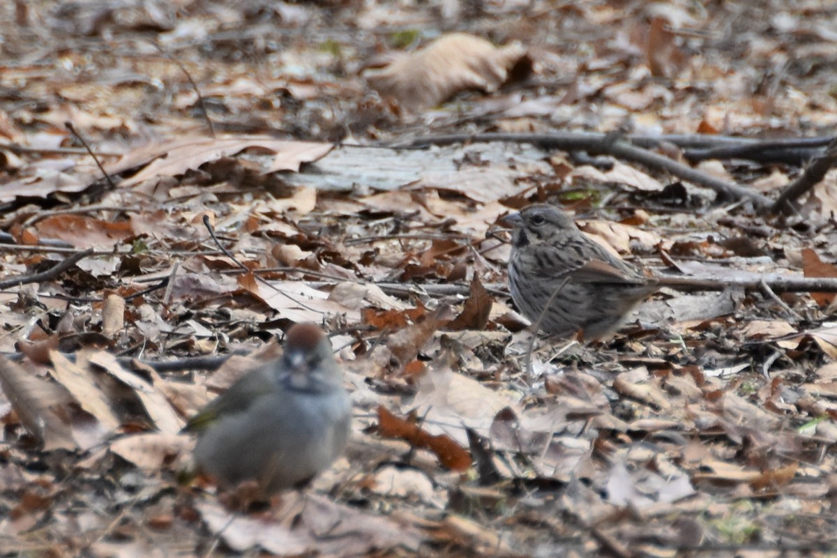 Song Sparrow - Derek Hudgins